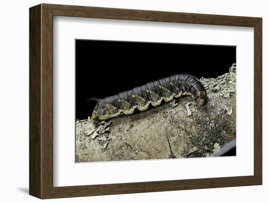 Hawk-Moth Caterpillar-Paul Starosta-Framed Photographic Print