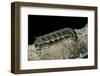 Hawk-Moth Caterpillar-Paul Starosta-Framed Photographic Print