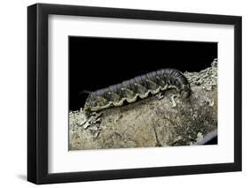 Hawk-Moth Caterpillar-Paul Starosta-Framed Photographic Print