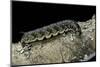 Hawk-Moth Caterpillar-Paul Starosta-Mounted Photographic Print