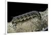 Hawk-Moth Caterpillar-Paul Starosta-Framed Photographic Print