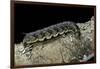 Hawk-Moth Caterpillar-Paul Starosta-Framed Photographic Print