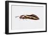 Hawk Moth or Leafy Spurge Hawk Moth (Hyles Euphorbiae), Sphingidae, Artwork by Barry Croucher-null-Framed Giclee Print