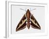 Hawk Moth or Leafy Spurge Hawk Moth (Hyles Euphorbiae), Sphingidae, Artwork by Barry Croucher-null-Framed Giclee Print