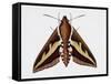 Hawk Moth or Leafy Spurge Hawk Moth (Hyles Euphorbiae), Sphingidae, Artwork by Barry Croucher-null-Framed Stretched Canvas
