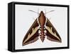 Hawk Moth or Leafy Spurge Hawk Moth (Hyles Euphorbiae), Sphingidae, Artwork by Barry Croucher-null-Framed Stretched Canvas