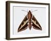 Hawk Moth or Leafy Spurge Hawk Moth (Hyles Euphorbiae), Sphingidae, Artwork by Barry Croucher-null-Framed Giclee Print