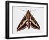 Hawk Moth or Leafy Spurge Hawk Moth (Hyles Euphorbiae), Sphingidae, Artwork by Barry Croucher-null-Framed Giclee Print