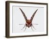 Hawk Moth or Leafy Spurge Hawk Moth (Hyles Euphorbiae)-null-Framed Giclee Print