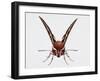 Hawk Moth or Leafy Spurge Hawk Moth (Hyles Euphorbiae)-null-Framed Giclee Print