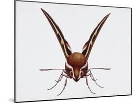 Hawk Moth or Leafy Spurge Hawk Moth (Hyles Euphorbiae)-null-Mounted Giclee Print