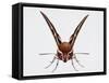 Hawk Moth or Leafy Spurge Hawk Moth (Hyles Euphorbiae)-null-Framed Stretched Canvas