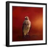 Hawk on a Hot Day-Jai Johnson-Framed Giclee Print