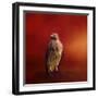 Hawk on a Hot Day-Jai Johnson-Framed Giclee Print