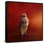 Hawk on a Hot Day-Jai Johnson-Framed Stretched Canvas