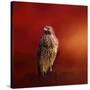 Hawk on a Hot Day-Jai Johnson-Stretched Canvas