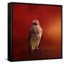 Hawk on a Hot Day-Jai Johnson-Framed Stretched Canvas