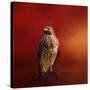 Hawk on a Hot Day-Jai Johnson-Stretched Canvas