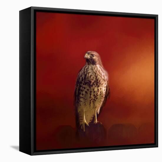 Hawk on a Hot Day-Jai Johnson-Framed Stretched Canvas