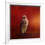 Hawk on a Hot Day-Jai Johnson-Framed Giclee Print