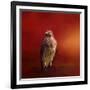 Hawk on a Hot Day-Jai Johnson-Framed Giclee Print