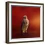 Hawk on a Hot Day-Jai Johnson-Framed Premium Giclee Print