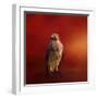 Hawk on a Hot Day-Jai Johnson-Framed Premium Giclee Print