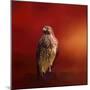 Hawk on a Hot Day-Jai Johnson-Mounted Premium Giclee Print