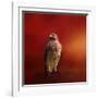 Hawk on a Hot Day-Jai Johnson-Framed Giclee Print