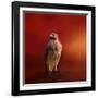 Hawk on a Hot Day-Jai Johnson-Framed Giclee Print