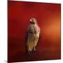 Hawk on a Hot Day-Jai Johnson-Mounted Giclee Print