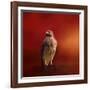 Hawk on a Hot Day-Jai Johnson-Framed Giclee Print