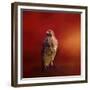 Hawk on a Hot Day-Jai Johnson-Framed Giclee Print