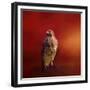 Hawk on a Hot Day-Jai Johnson-Framed Giclee Print