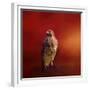 Hawk on a Hot Day-Jai Johnson-Framed Giclee Print