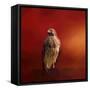 Hawk on a Hot Day-Jai Johnson-Framed Stretched Canvas