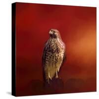 Hawk on a Hot Day-Jai Johnson-Stretched Canvas