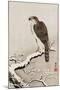 Hawk on Snow-Covered Branch-Koson Ohara-Mounted Giclee Print