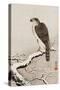 Hawk on Snow-Covered Branch-Koson Ohara-Stretched Canvas