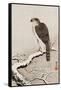 Hawk on Snow-Covered Branch-Koson Ohara-Framed Stretched Canvas