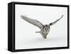 Hawk Owl in Flight over Snow-null-Framed Stretched Canvas