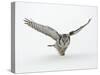 Hawk Owl in Flight over Snow-null-Stretched Canvas