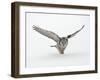 Hawk Owl in Flight over Snow-null-Framed Photographic Print