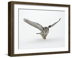 Hawk Owl in Flight over Snow-null-Framed Photographic Print