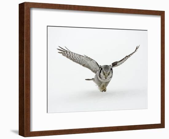 Hawk Owl in Flight over Snow-null-Framed Photographic Print