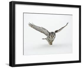 Hawk Owl in Flight over Snow-null-Framed Photographic Print