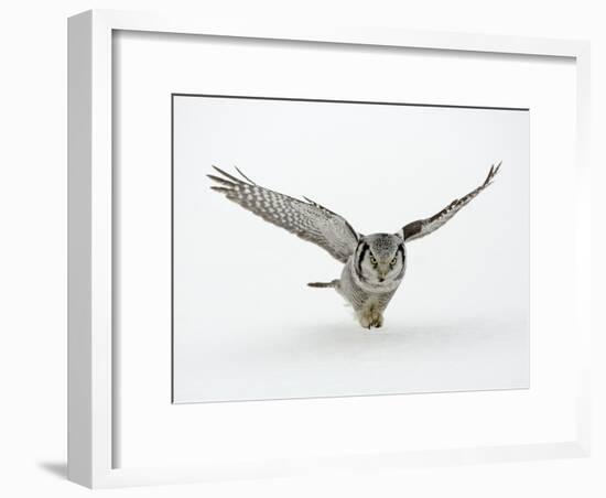 Hawk Owl in Flight over Snow-null-Framed Photographic Print