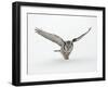 Hawk Owl in Flight over Snow-null-Framed Photographic Print