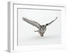 Hawk Owl in Flight over Snow-null-Framed Photographic Print