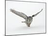 Hawk Owl in Flight over Snow-null-Mounted Photographic Print